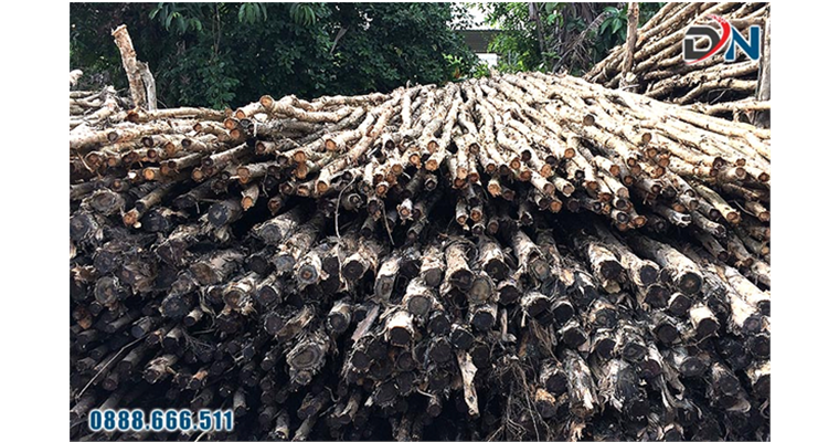 Bảng báo giá cừ tràm tại TPHCM mới nhất - Cừ Tràm Đại Nam