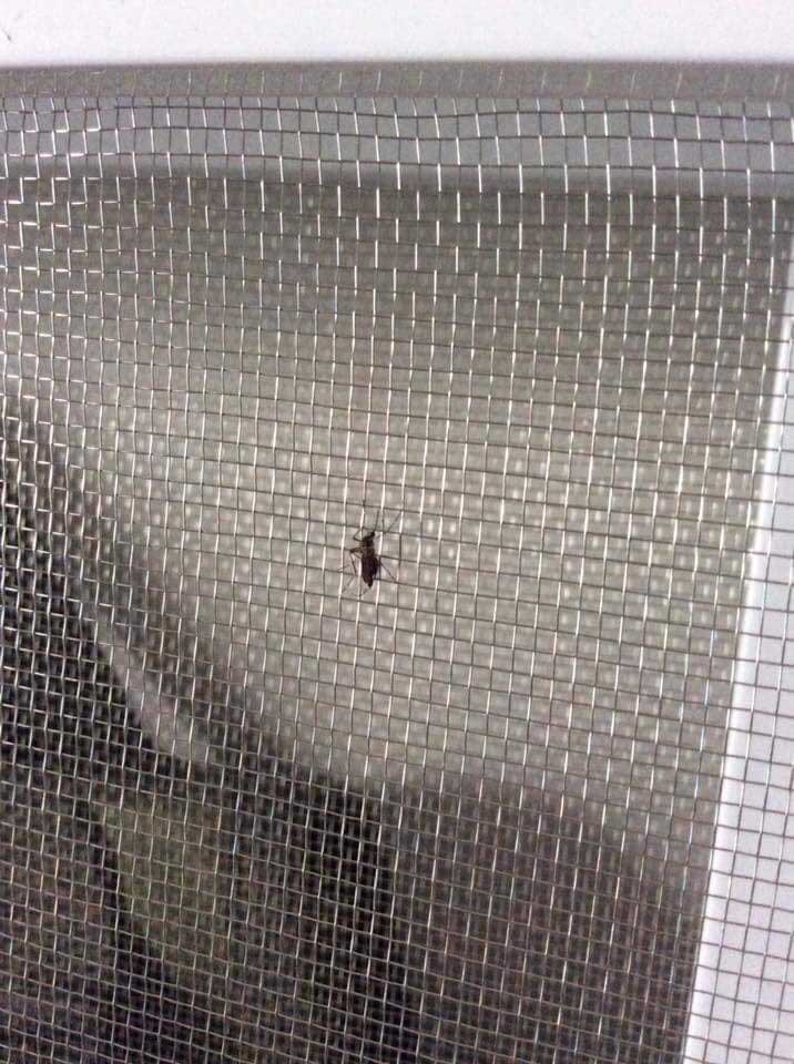 Lắp Cửa Lưới Chống Muỗi TPHCM - Giá Rẻ, Bền Đẹp